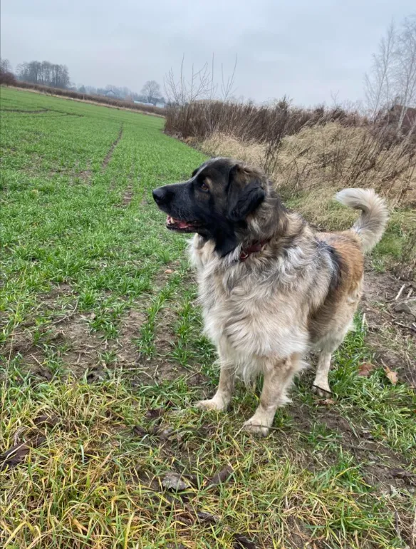 Zaginął pies, Dębówka, 27 stycznia 2025 (1/3)