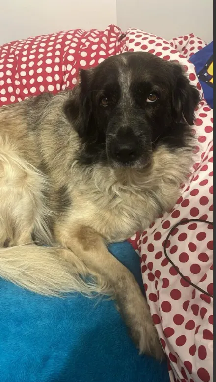 Zaginął pies, Dębówka, 27 stycznia 2025 (2/3)