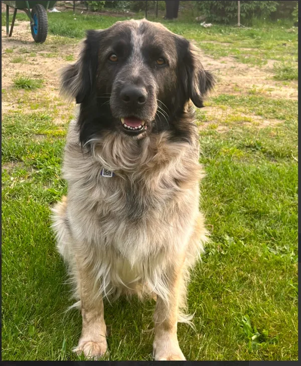 Zaginął pies, Dębówka, 27 stycznia 2025 (3/3)