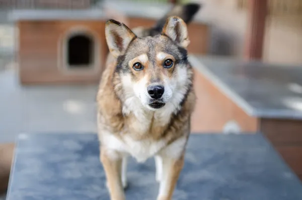 Oddam psa, Sopot, Wielki Kack, 27 stycznia 2025 (1/5)