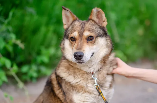 Oddam psa, Sopot, Wielki Kack, 27 stycznia 2025 (5/5)