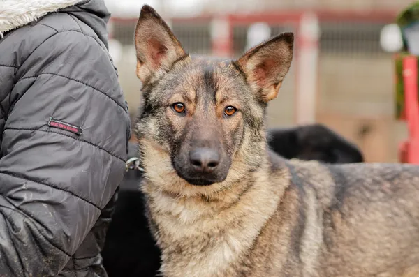 Oddam psa, Warszawa, Muranów, 27 stycznia 2025 (4/4)