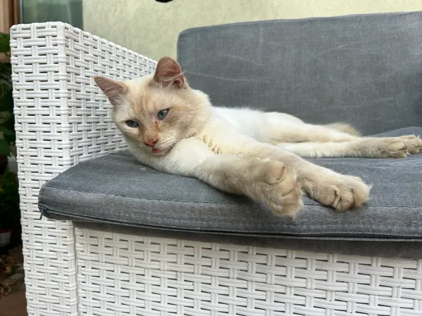 Zaginął kot, Lubań, 27 stycznia 2025 (2/2)