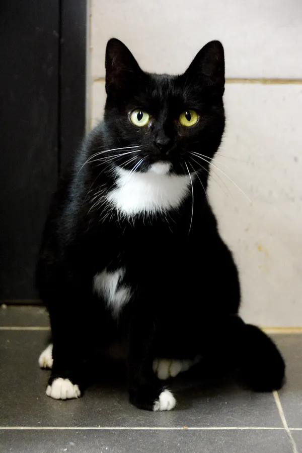 Kot do adopcji, Sosnowiec, 24 stycznia 2025 (4/5)