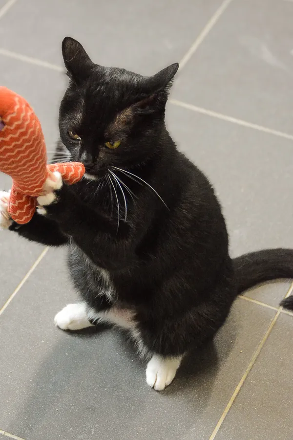 Kot do adopcji, Sosnowiec, 24 stycznia 2025 (5/5)