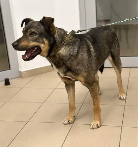 Znaleziono psa, Grudziądz, 27 stycznia 2025