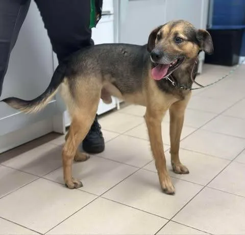 Znaleziono psa, Grudziądz, 27 stycznia 2025