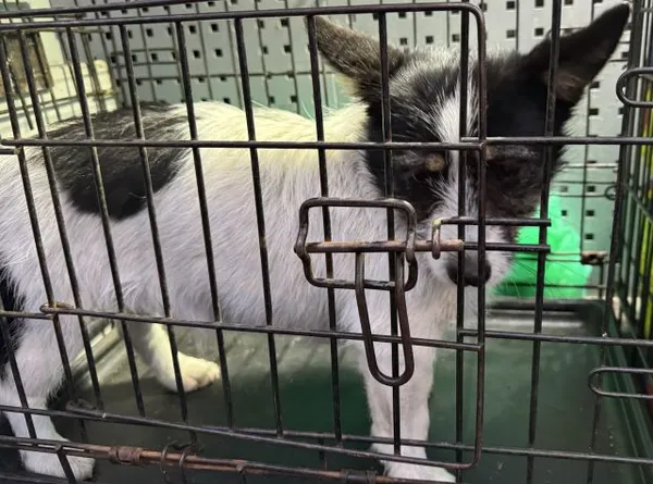 Znaleziono psa, Radom, 26 stycznia 2025