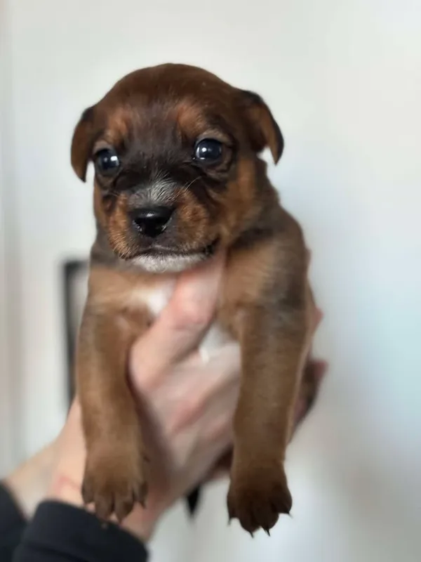 Znaleziono psa, Lublin, 24 stycznia 2025