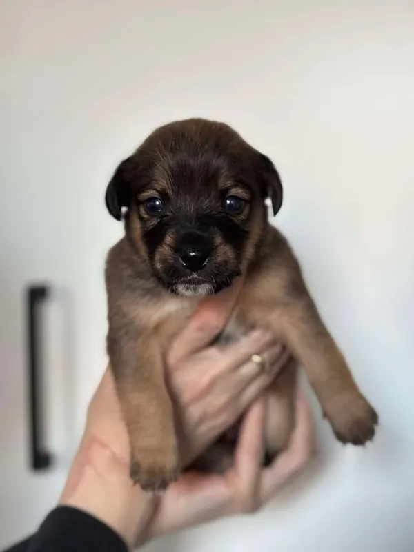 Znaleziono psa, Lublin, 24 stycznia 2025