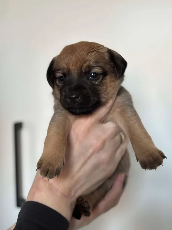 Znaleziono psa, Lublin, 24 stycznia 2025