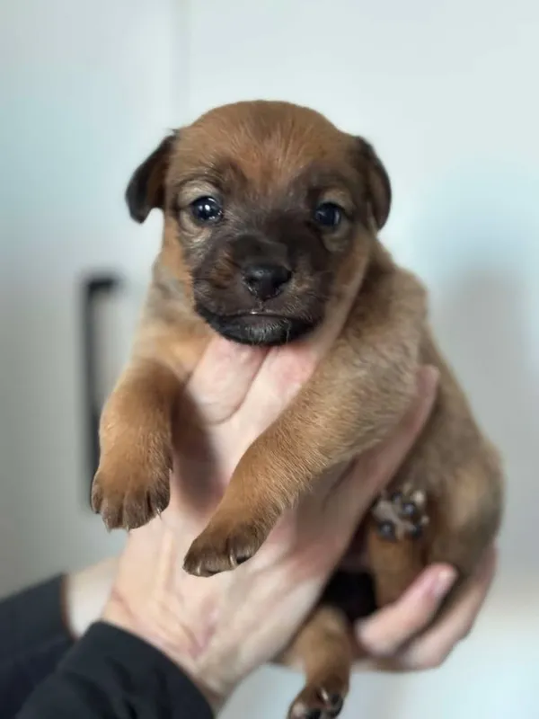 Znaleziono psa, Lublin, 24 stycznia 2025