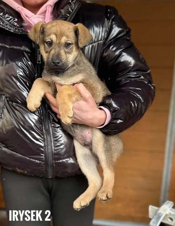 Pies do adopcji, Rytlów, 27 stycznia 2025 (1/2)