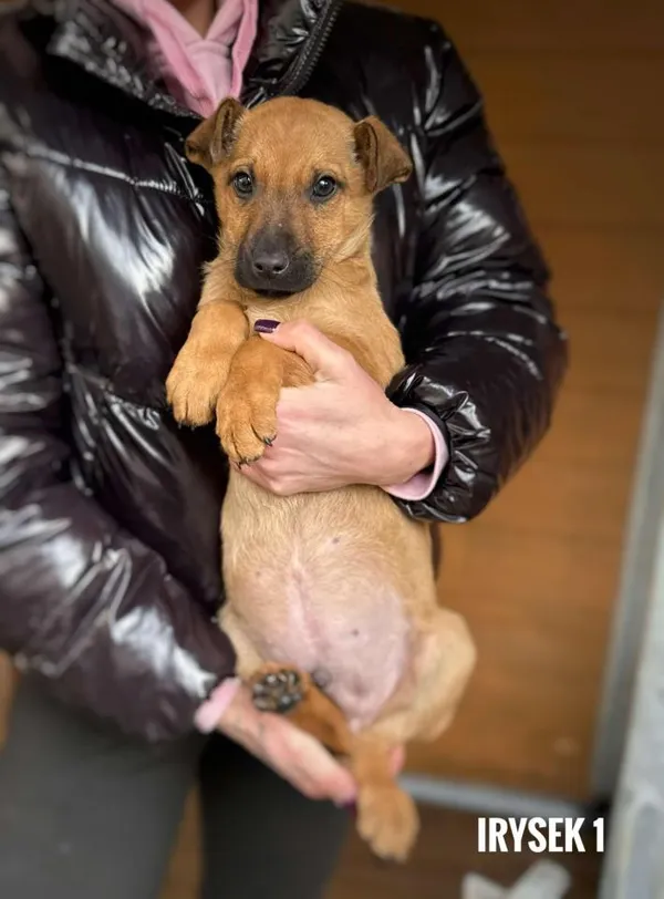 Pies do adopcji, Rytlów, 27 stycznia 2025 (2/2)