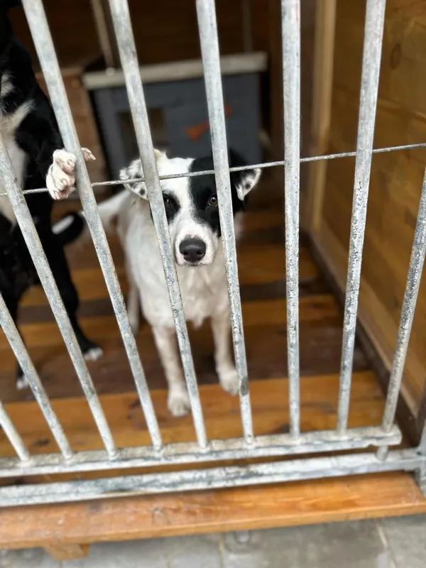 Pies do adopcji, Rytlów, 27 stycznia 2025