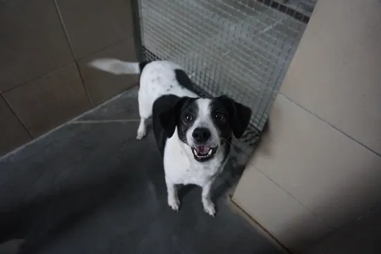 Pies do adopcji, Kraków, 12 stycznia 2025