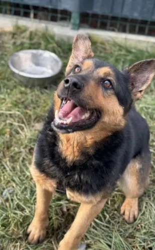 Pies do adopcji, Kraków, 12 stycznia 2025 (1/5)