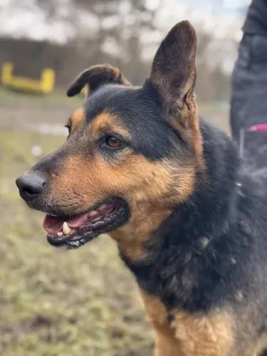 Pies do adopcji, Kraków, 12 stycznia 2025 (4/5)