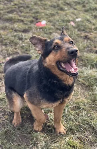 Pies do adopcji, Kraków, 12 stycznia 2025 (5/5)