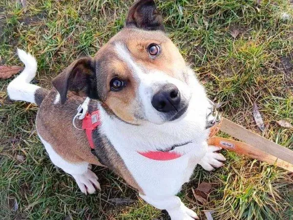 Pies do adopcji, Pawłowo, 27 stycznia 2025 (1/3)