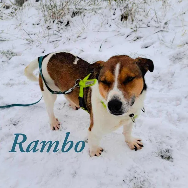 Pies do adopcji, Pawłowo, 27 stycznia 2025 (2/3)