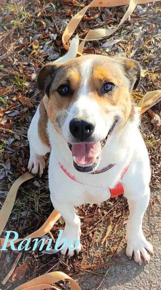 Pies do adopcji, Pawłowo, 27 stycznia 2025 (3/3)