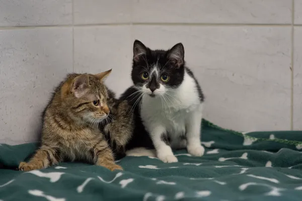 Znaleziono kota, Sosnowiec, 25 stycznia 2025 (1/5)