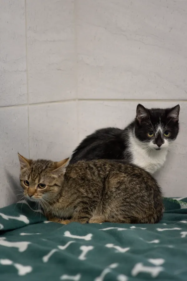 Znaleziono kota, Sosnowiec, 25 stycznia 2025 (2/5)