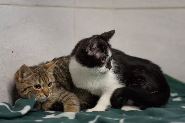 Znaleziono kota, Sosnowiec, 25 stycznia 2025 (4/5)