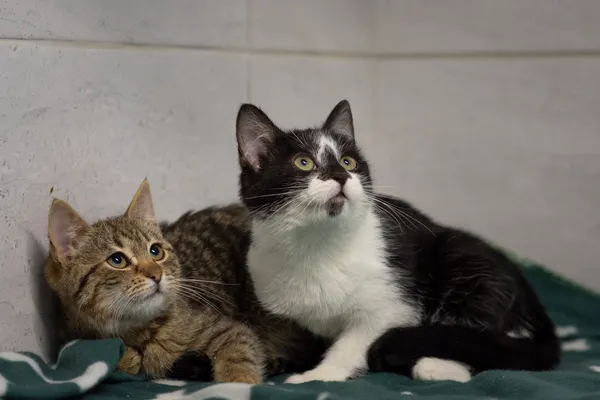 Znaleziono kota, Sosnowiec, 24 stycznia 2025 (5/5)