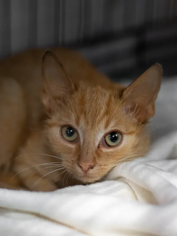 Znaleziono kota, Sosnowiec, 23 stycznia 2025 (1/5)