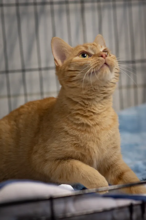 Znaleziono kota, Sosnowiec, 23 stycznia 2025 (4/5)