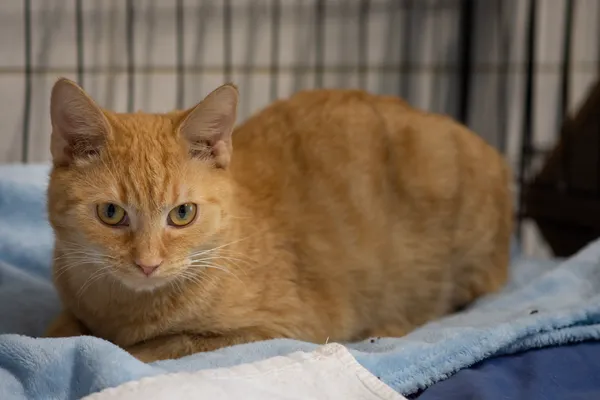 Znaleziono kota, Sosnowiec, 23 stycznia 2025 (5/5)