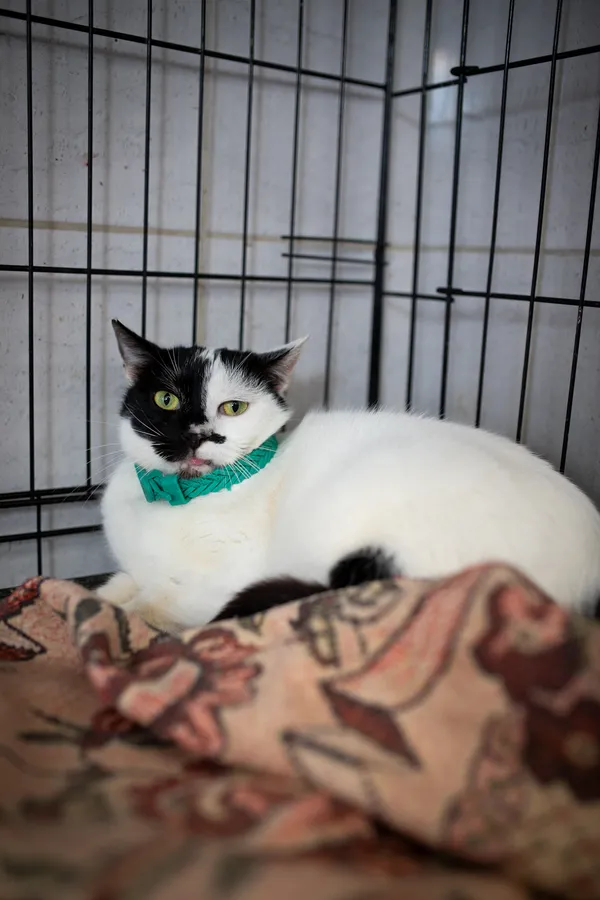 Znaleziono kota, Sosnowiec, 23 stycznia 2025 (5/5)