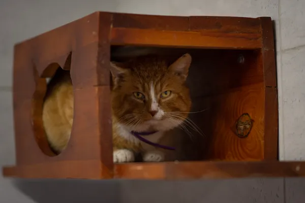 Znaleziono kota, Sosnowiec, 24 stycznia 2025 (2/5)