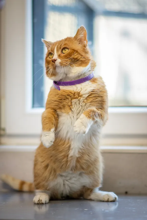 Znaleziono kota, Sosnowiec, 24 stycznia 2025 (5/5)