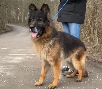 Pies do adopcji, Głowno, 27 stycznia 2025 (2/2)