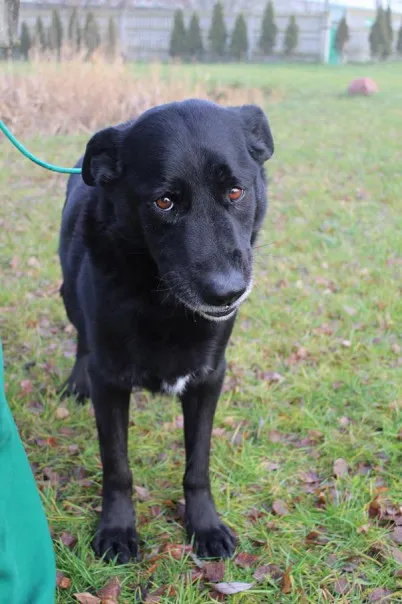 Pies do adopcji, Bełchatów, 2 sierpnia 2022 (5/5)