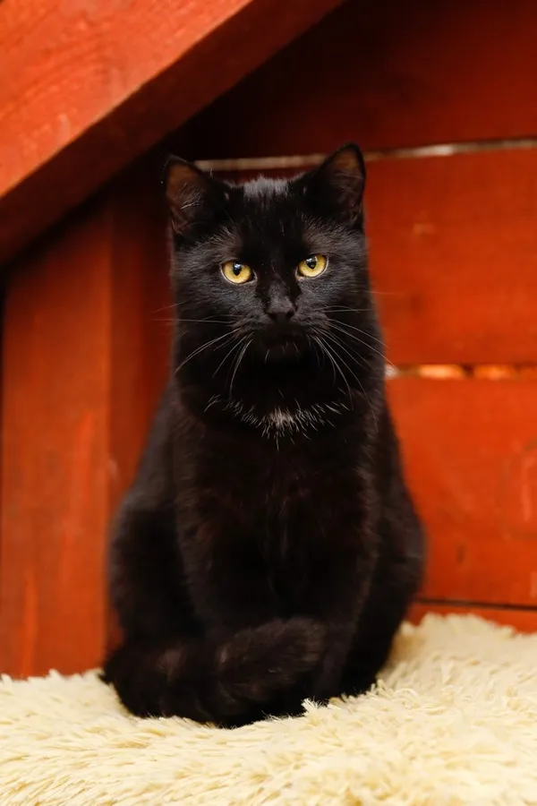 Kot do adopcji, Elbląg, 5 grudnia 2024 (2/3)