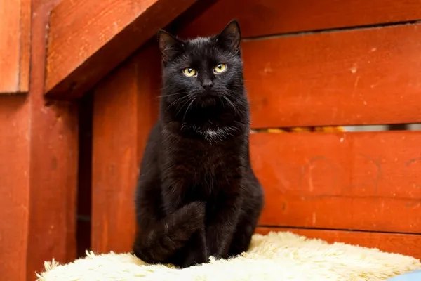 Kot do adopcji, Elbląg, 5 grudnia 2024 (3/3)