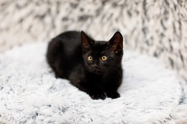 Kot do adopcji, Elbląg, 5 listopada 2024 (2/5)