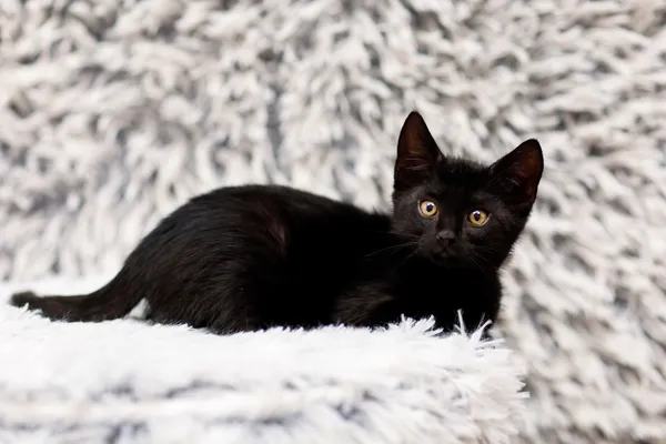 Kot do adopcji, Elbląg, 5 listopada 2024 (3/5)