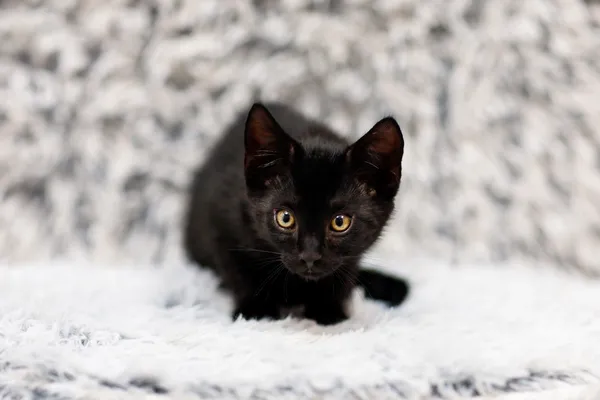 Kot do adopcji, Elbląg, 5 listopada 2024 (4/5)