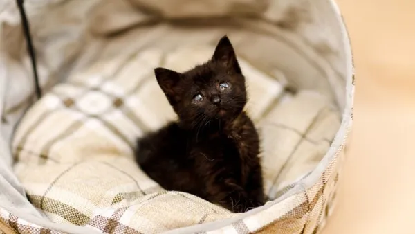 Kot do adopcji, Elbląg, 30 października 2024 (1/5)