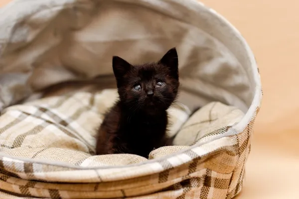 Kot do adopcji, Elbląg, 30 października 2024 (2/5)