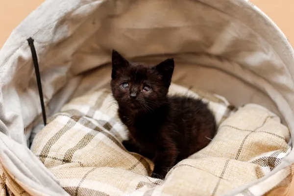 Kot do adopcji, Elbląg, 30 października 2024 (3/5)