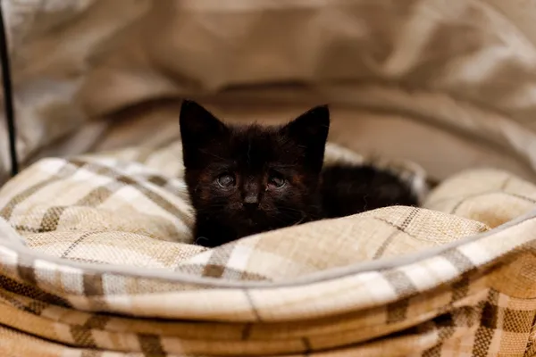 Kot do adopcji, Elbląg, 30 października 2024 (4/5)