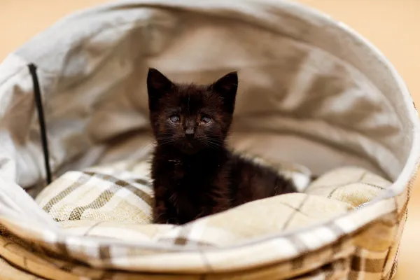 Kot do adopcji, Elbląg, 30 października 2024 (5/5)