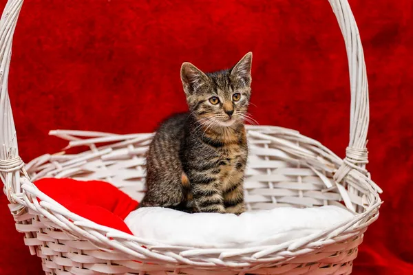 Kot do adopcji, Elbląg, 29 października 2024 (4/4)