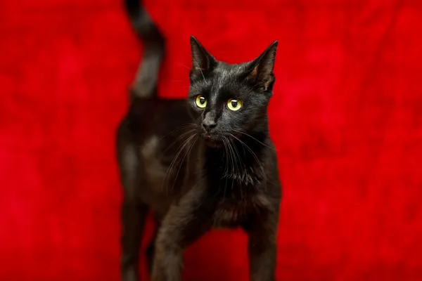 Kot do adopcji, Elbląg, 29 października 2024 (2/4)